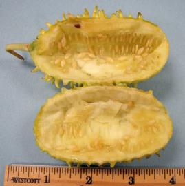   Fruit:   Ecballium elaterium ; Photo by N. Diaz, USDA APHIS PPQ, imageID.idtools.org
